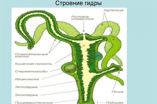 Телеграм бошки